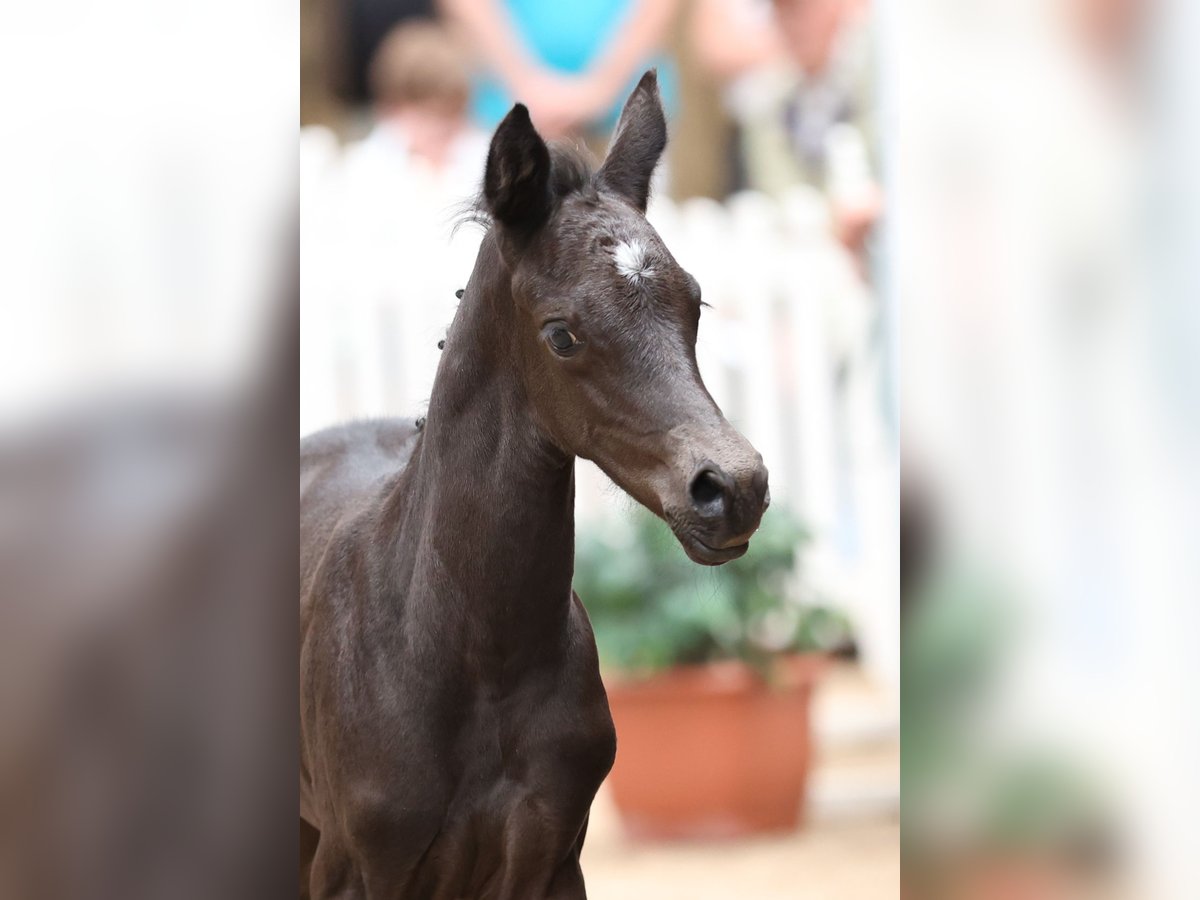 Trakehner Stute Fohlen (06/2024) Rappe in Erlensee