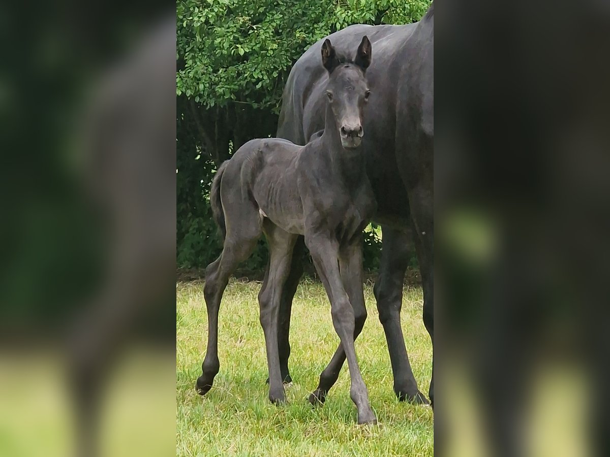 Trakehner Stute  Rappe in Majenfelde