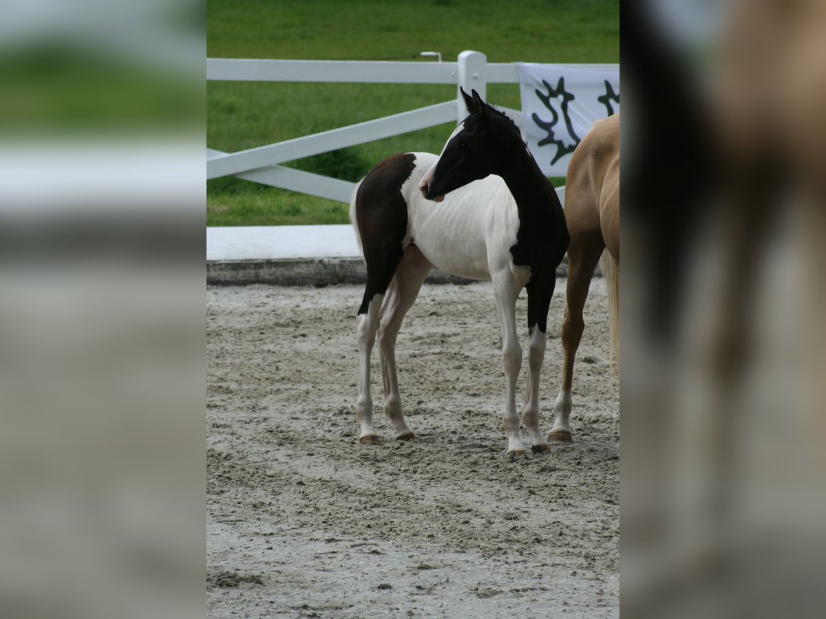 Trakehner Stute Fohlen (03/2024) Schecke in Lüdersdorf