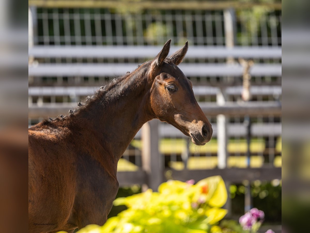 Trakehner, Stute in Graditz