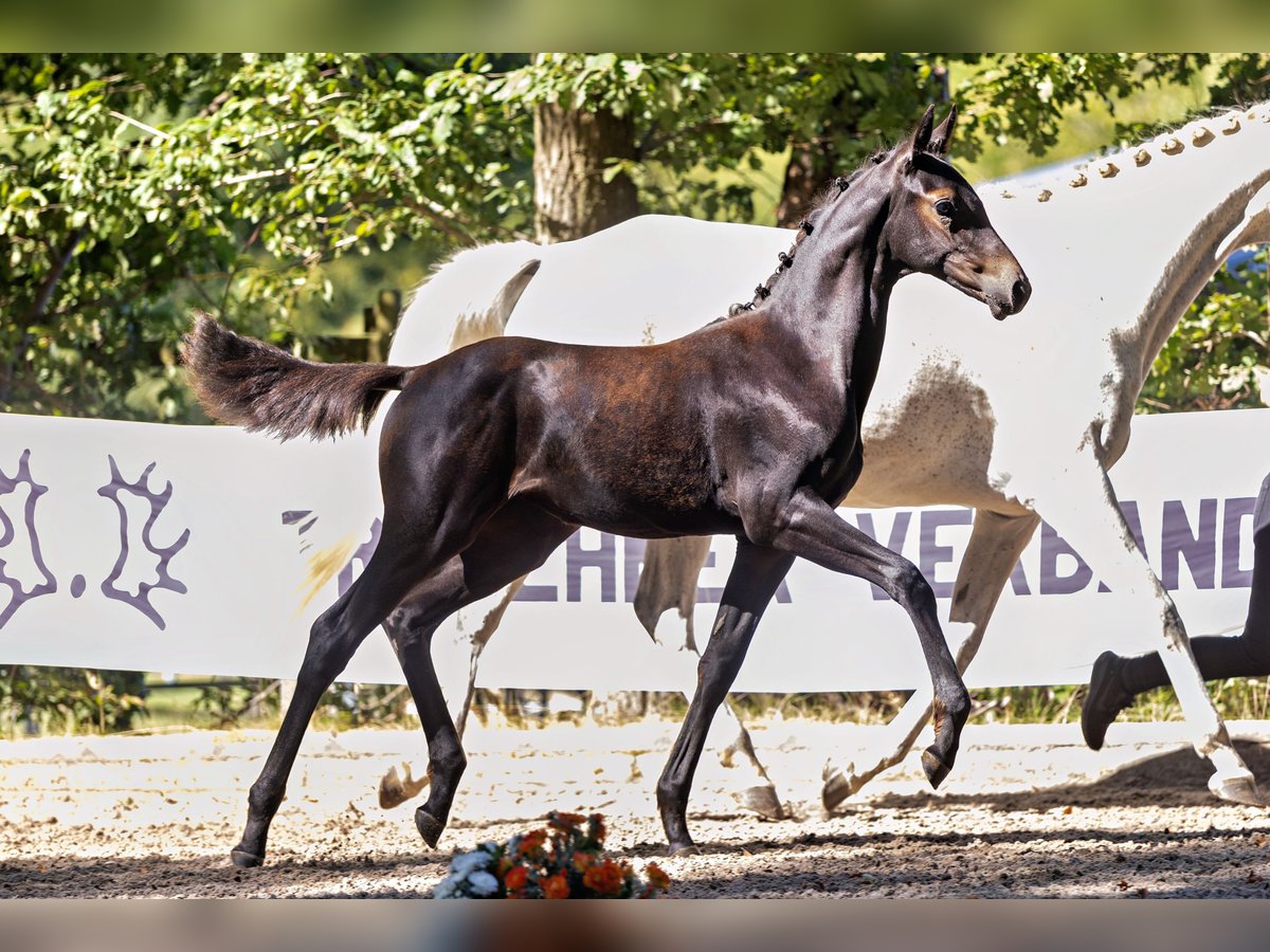 Trakehner, Stute in Gladenbach
