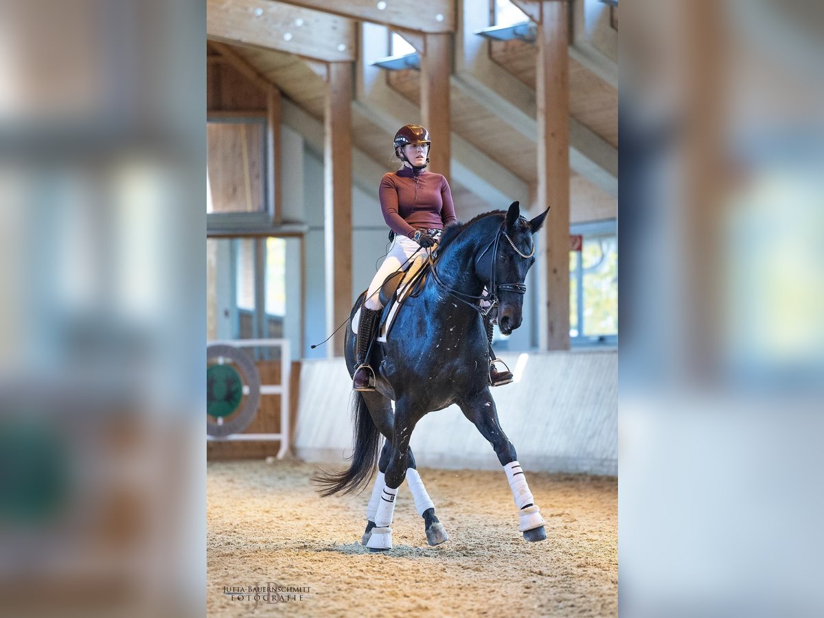 Trakehner Wallach 10 Jahre 175 cm Dunkelbrauner in Oisnitz
