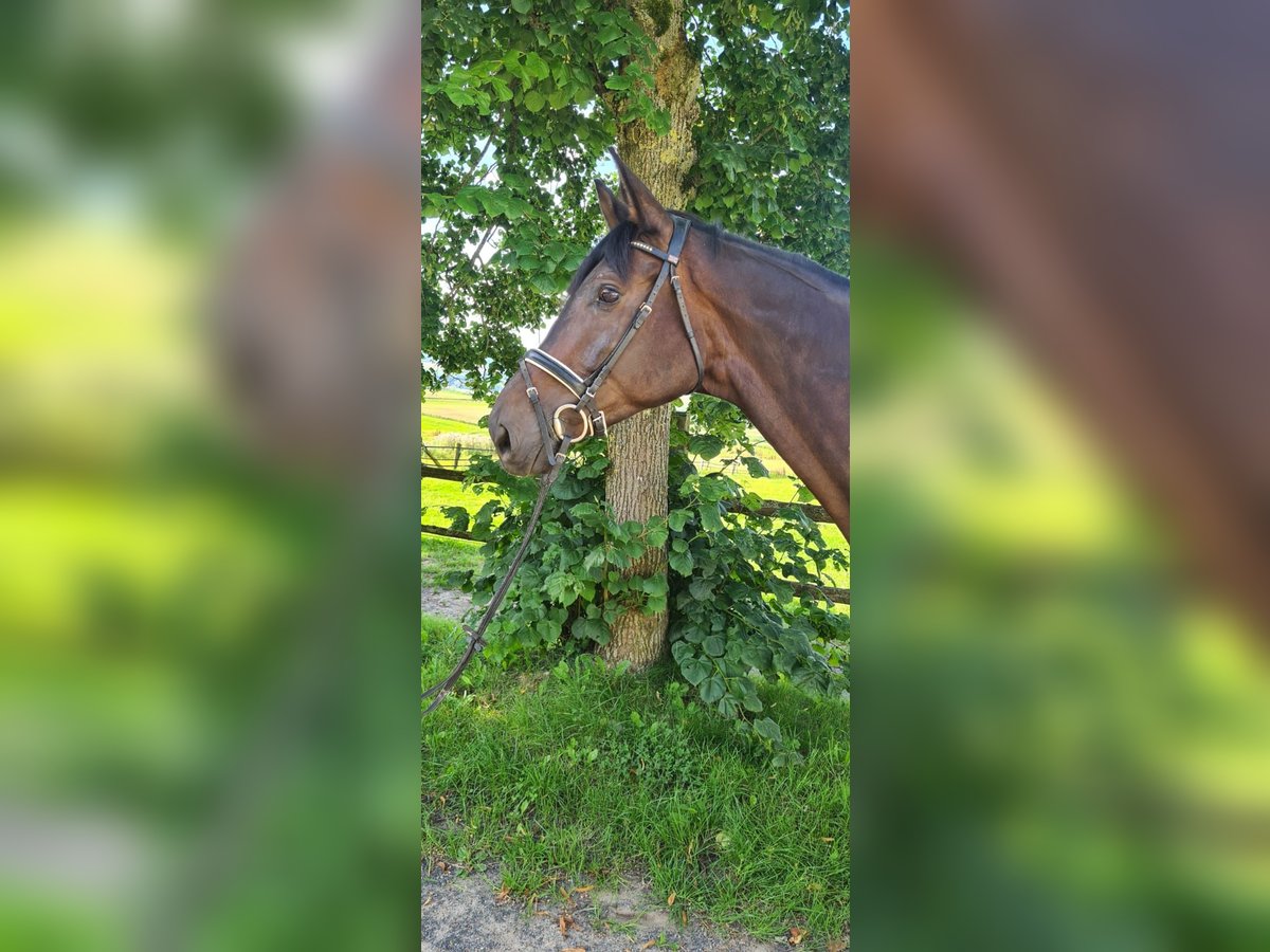 Trakehner Wallach 10 Jahre 175 cm Dunkelbrauner in Uslar