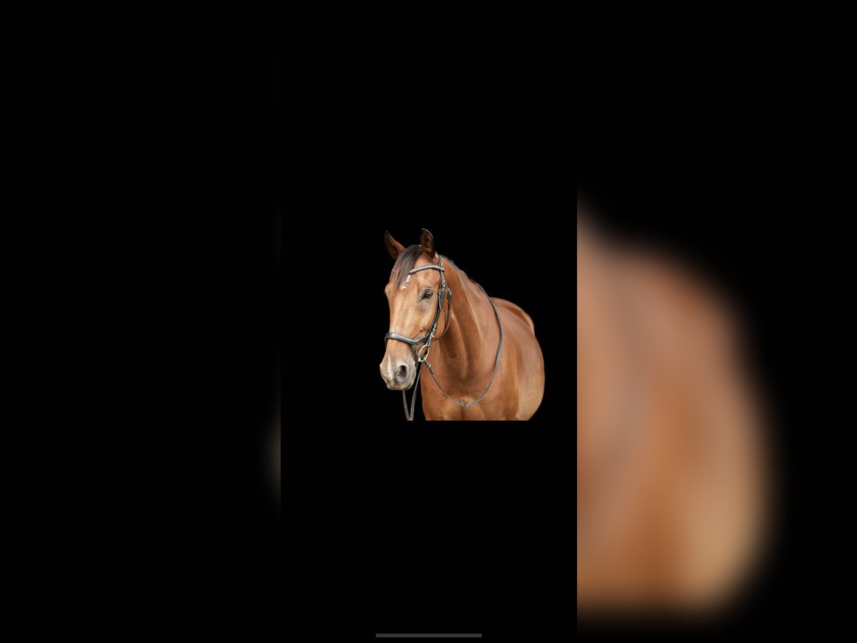 Trakehner Mix Wallach 11 Jahre 164 cm Brauner in Netphen
