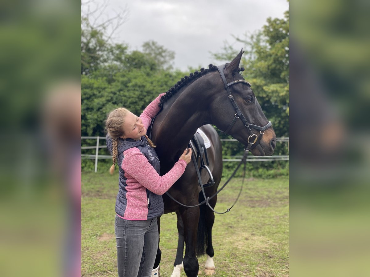 Trakehner Wallach 11 Jahre 167 cm Schwarzbrauner in Egestorf