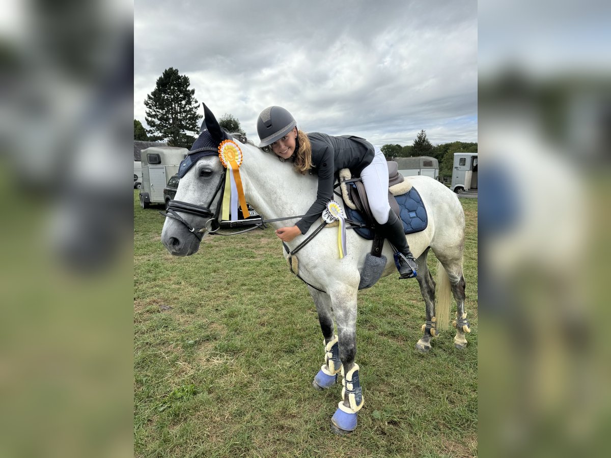 Trakehner Wallach 11 Jahre 170 cm Blauschimmel in Hamm