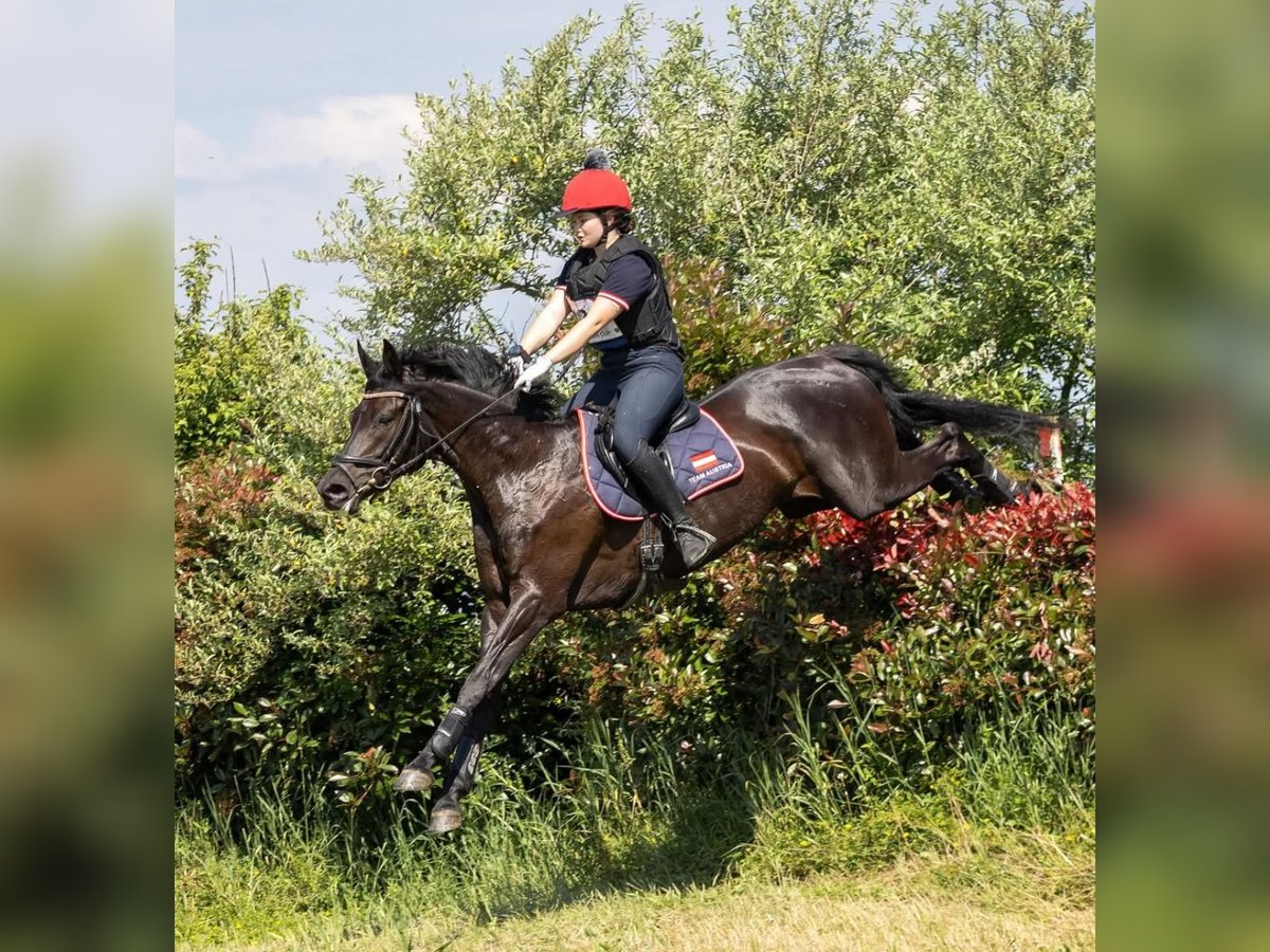 Trakehner Wallach 11 Jahre 170 cm Rappe in Feldkirchen ab der Donau Trakehner Wallach 11 Jahre 170 cm Rappe in Feldkirchen ab der Donau