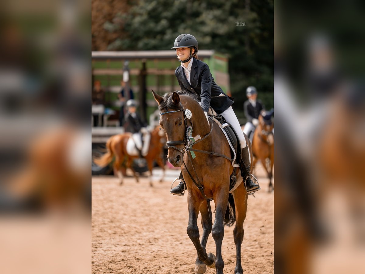 Trakehner Wallach 12 Jahre 167 cm Brauner in Viersen