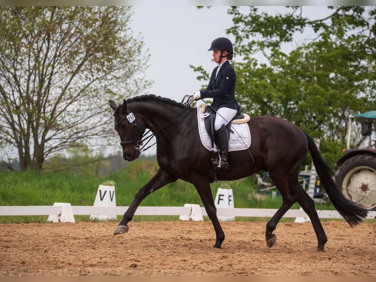 Trakehner Wallach 12 Jahre 170 cm Dunkelbrauner in Oberkr&#xE4;mer