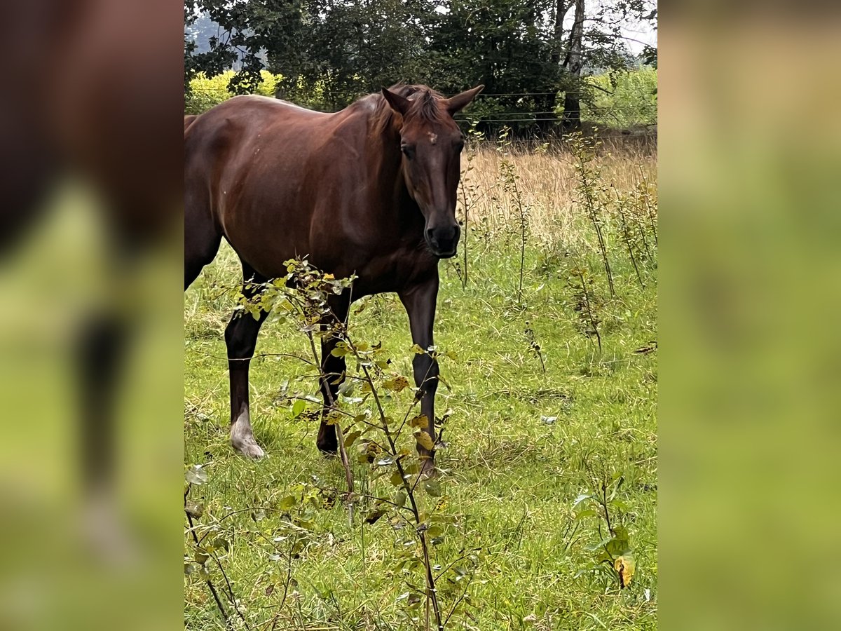Trakehner Wallach 13 Jahre 165 cm Dunkelfuchs in Betzendorf