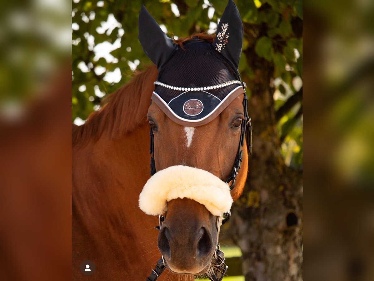 Trakehner Wallach 14 Jahre 162 cm Fuchs in Welzheim
