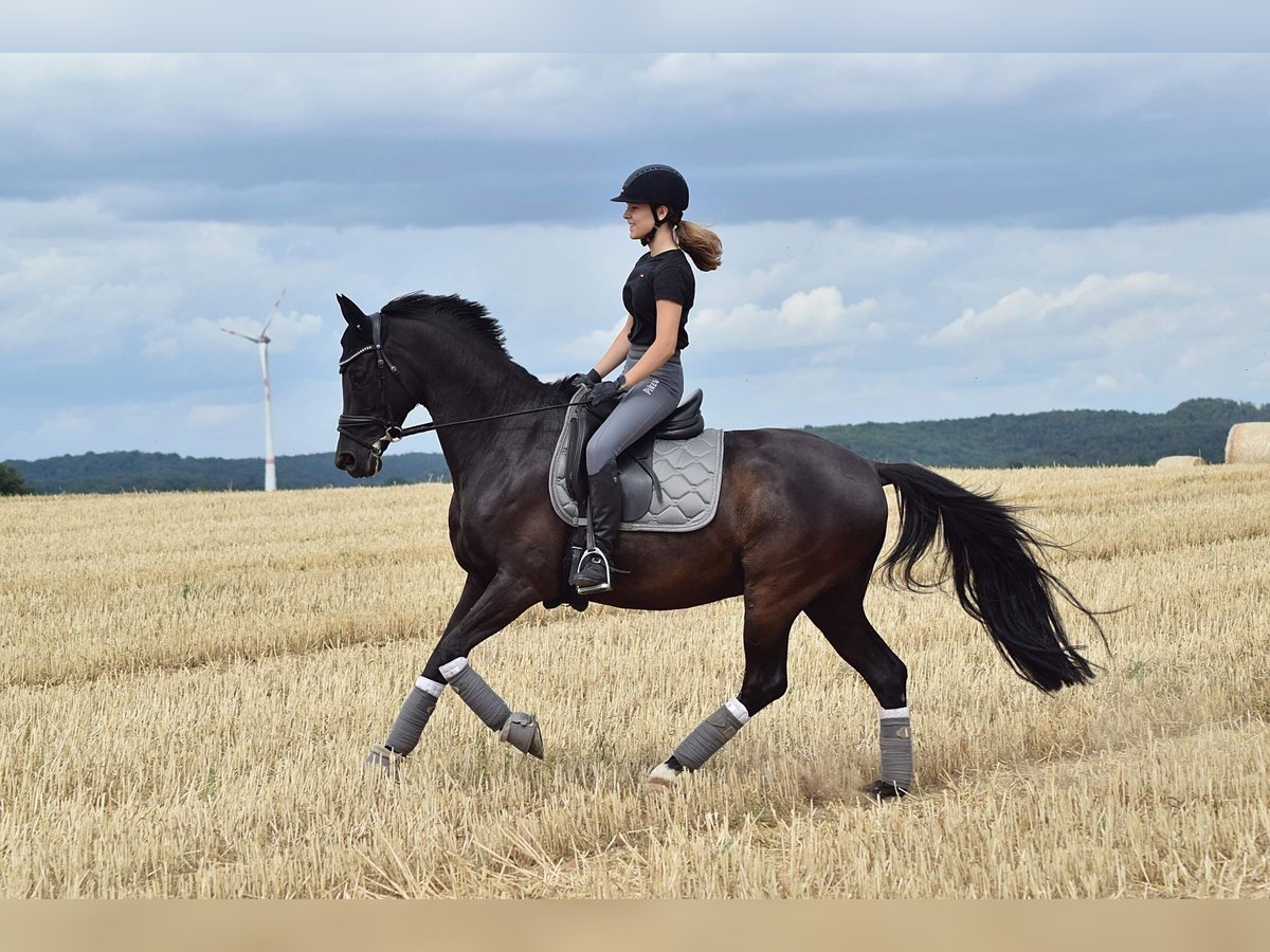 Trakehner Wallach 15 Jahre 155 cm Rappe in Mehlingen