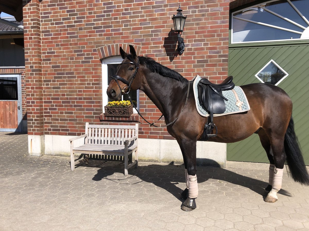 Trakehner Wallach 15 Jahre 164 cm Brauner in Geestland