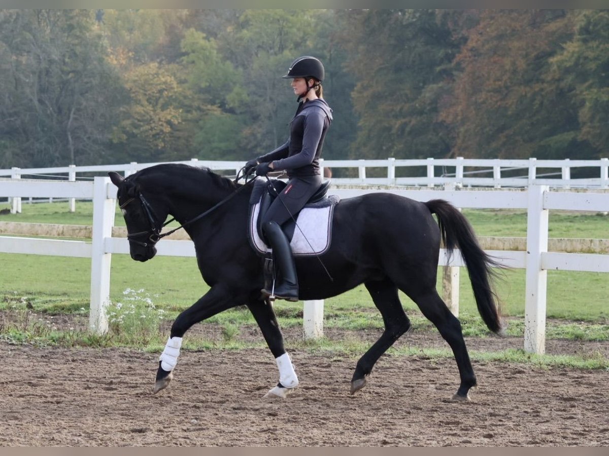 Trakehner Wallach 15 Jahre 165 cm Rappe in Bad Oldesloe