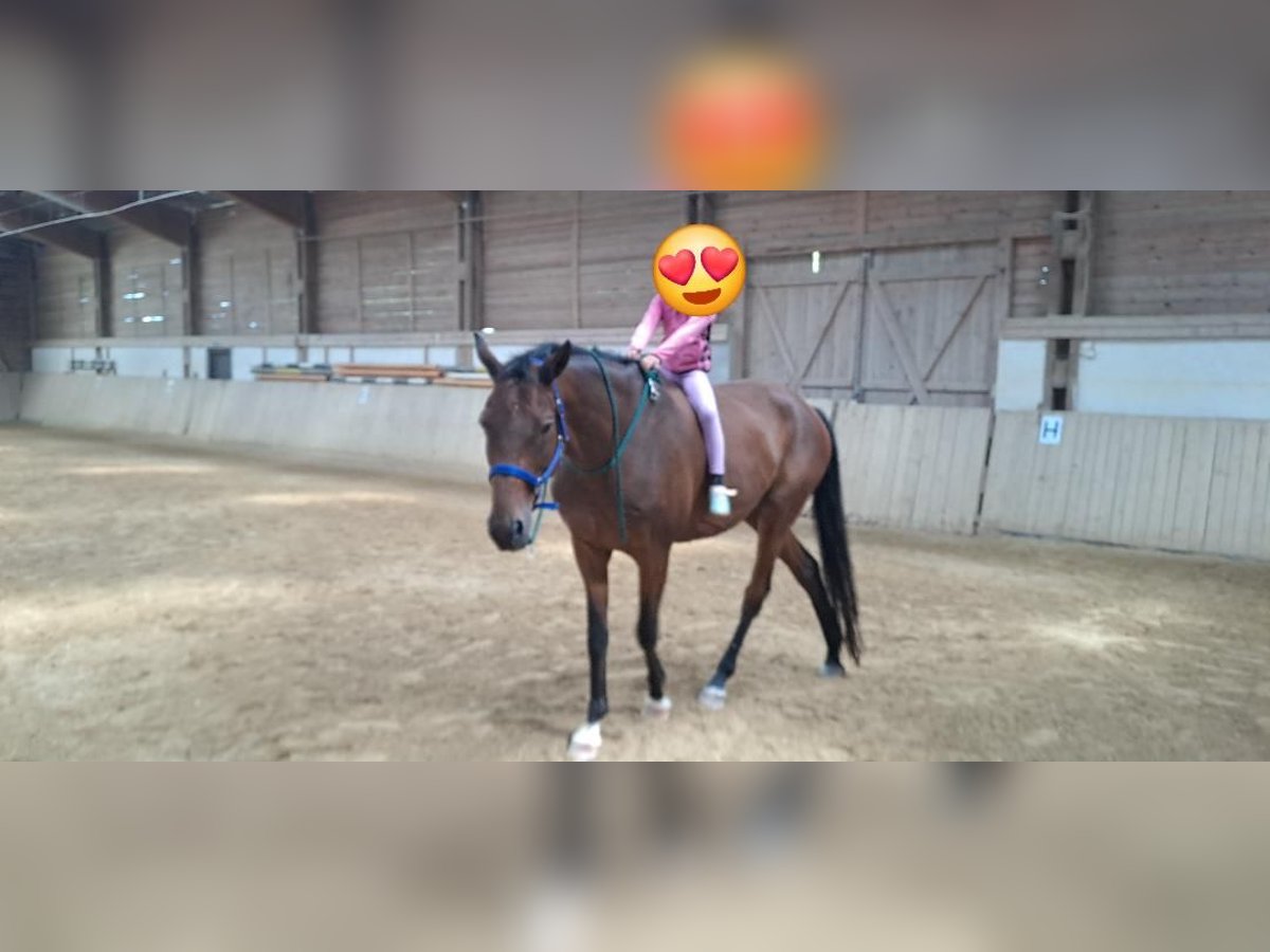 Trakehner Wallach 15 Jahre 175 cm Brauner in Erolzheim