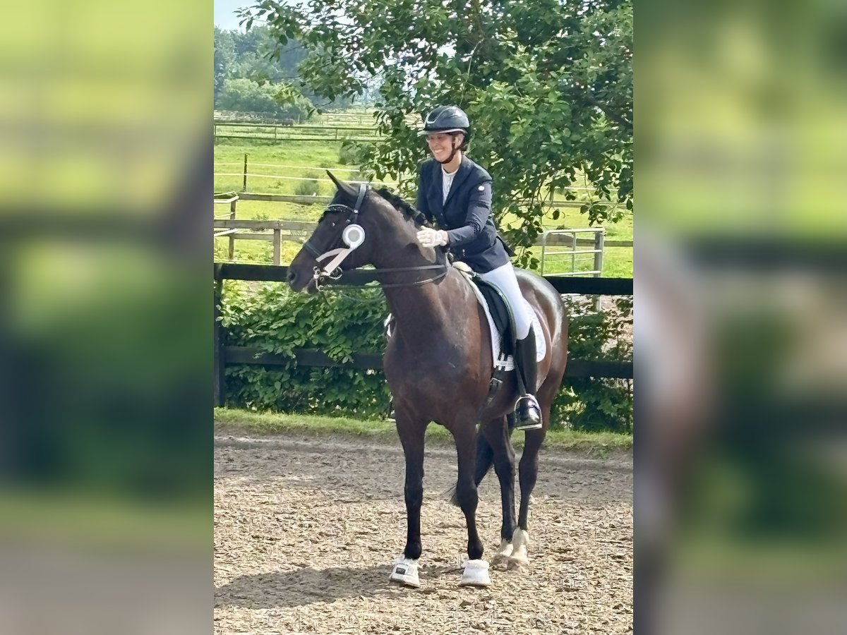 Trakehner Wallach 16 Jahre 169 cm Rappe in Padenstedt