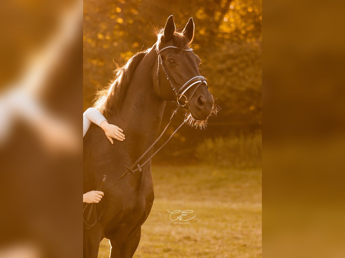 Trakehner Wallach 16 Jahre 170 cm Schwarzbrauner in Satrup