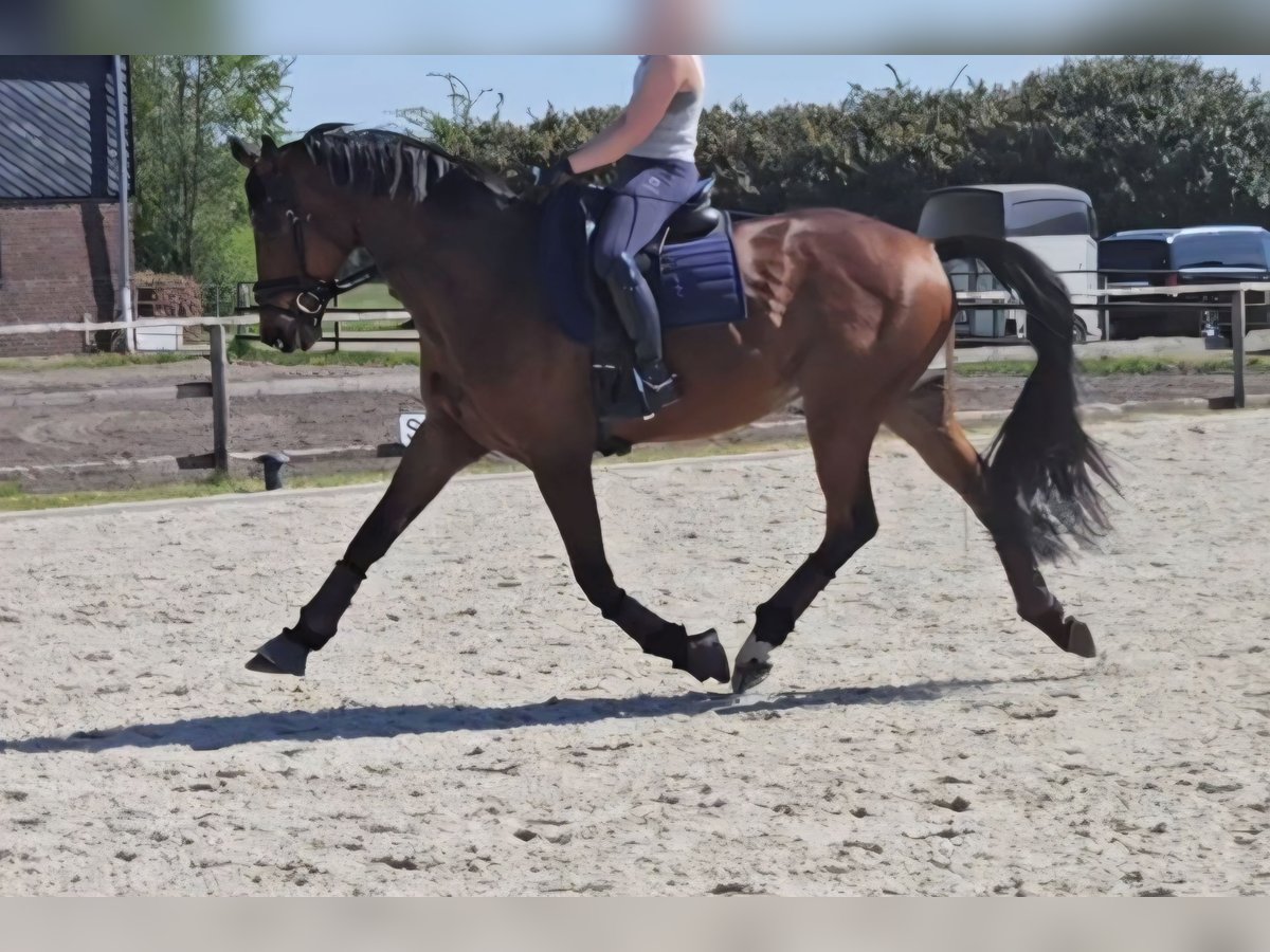 Trakehner, Wallach in Langwedel