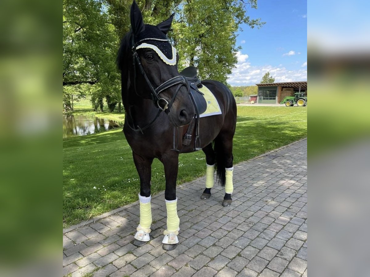 Trakehner Wallach 16 Jahre Rappe in Konstanz