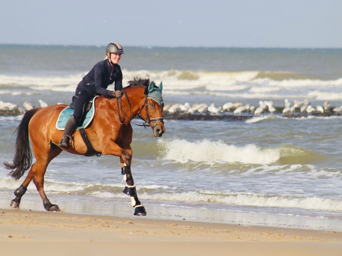Trakehner Wallach 17 Jahre 169 cm Brauner in Hattingen