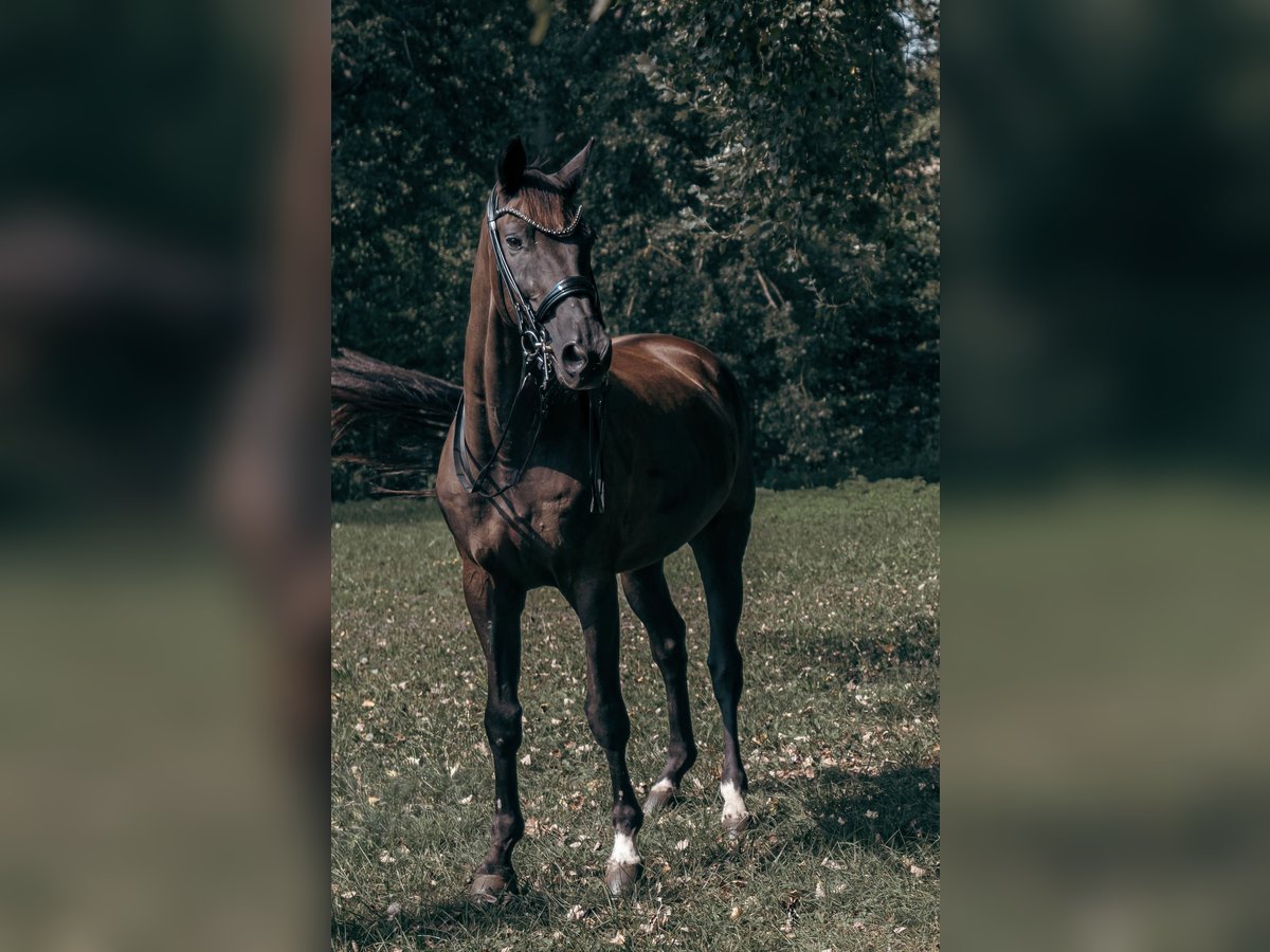 Trakehner Wallach 17 Jahre 171 cm Rappe in Te&#x161;&#xE1;nky