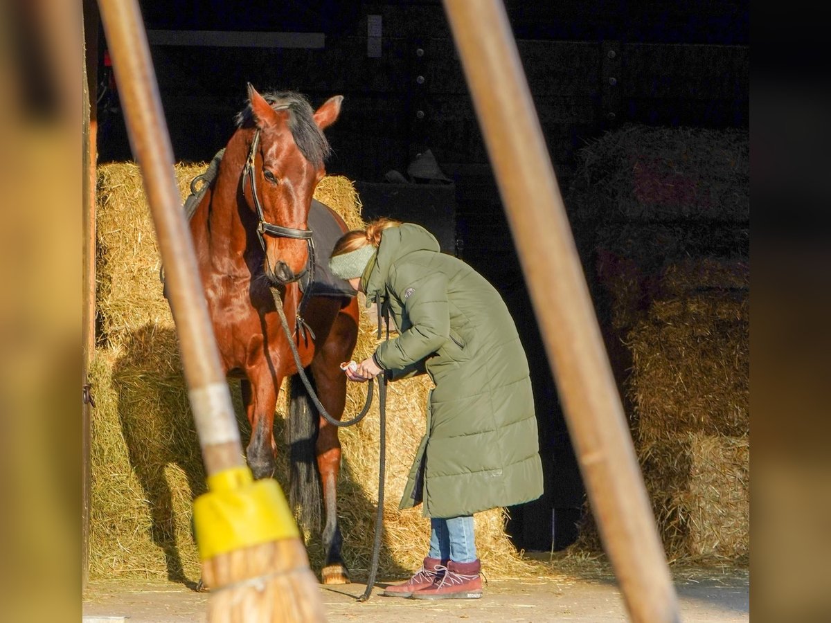 Trakehner Wallach 18 Jahre 170 cm Brauner in Ulm-Wiblingen