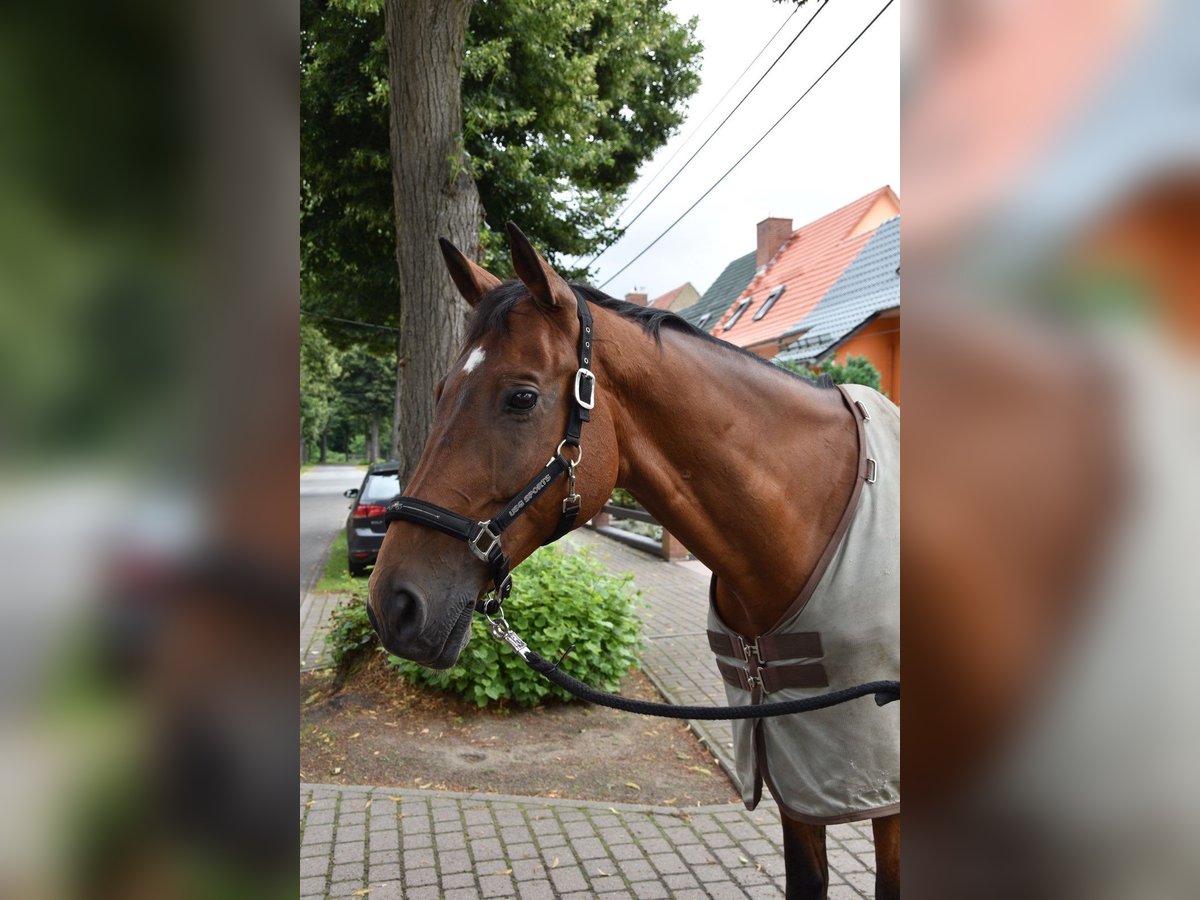 Trakehner Wallach 19 Jahre 172 cm Brauner in Sieversdorf-Hohenofen