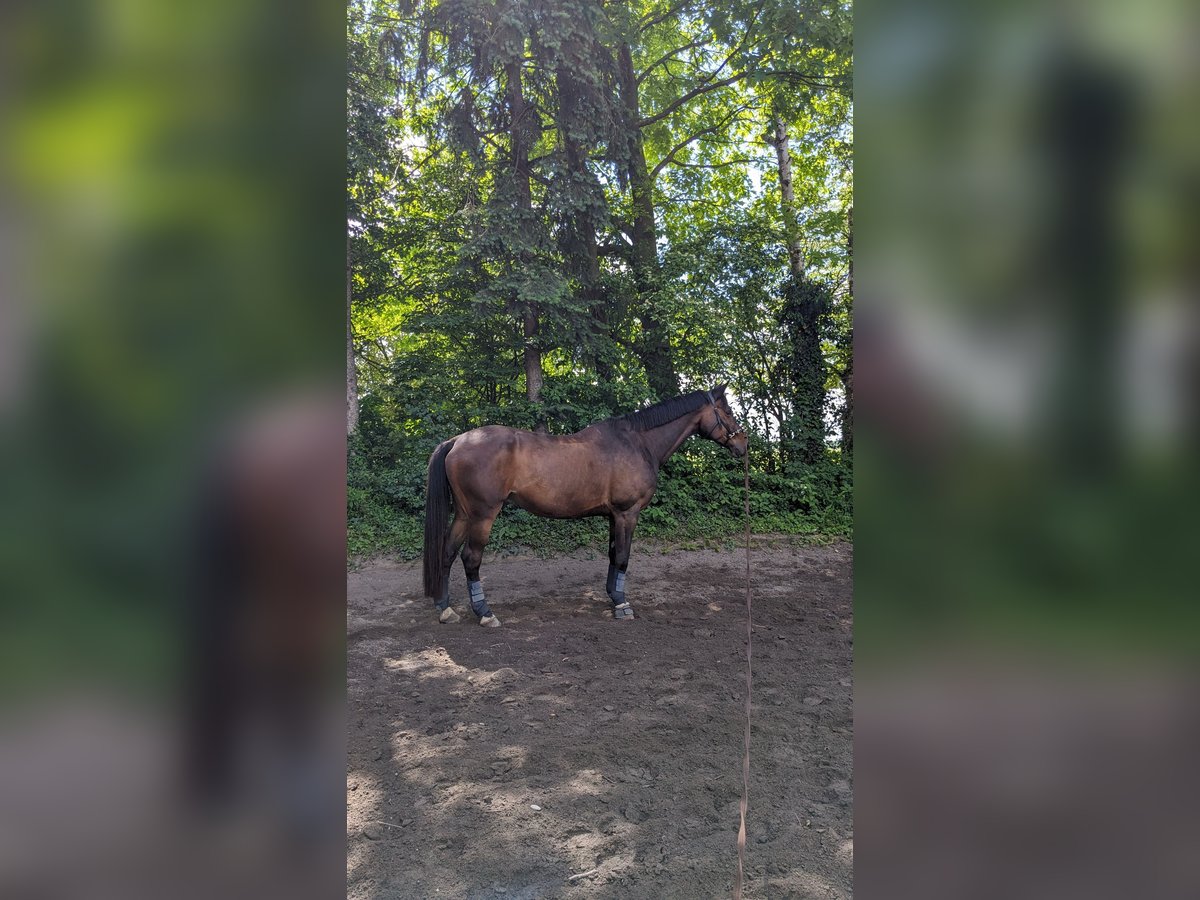 Trakehner Wallach 21 Jahre 172 cm Brauner in Heidelberg-Kirchheim
