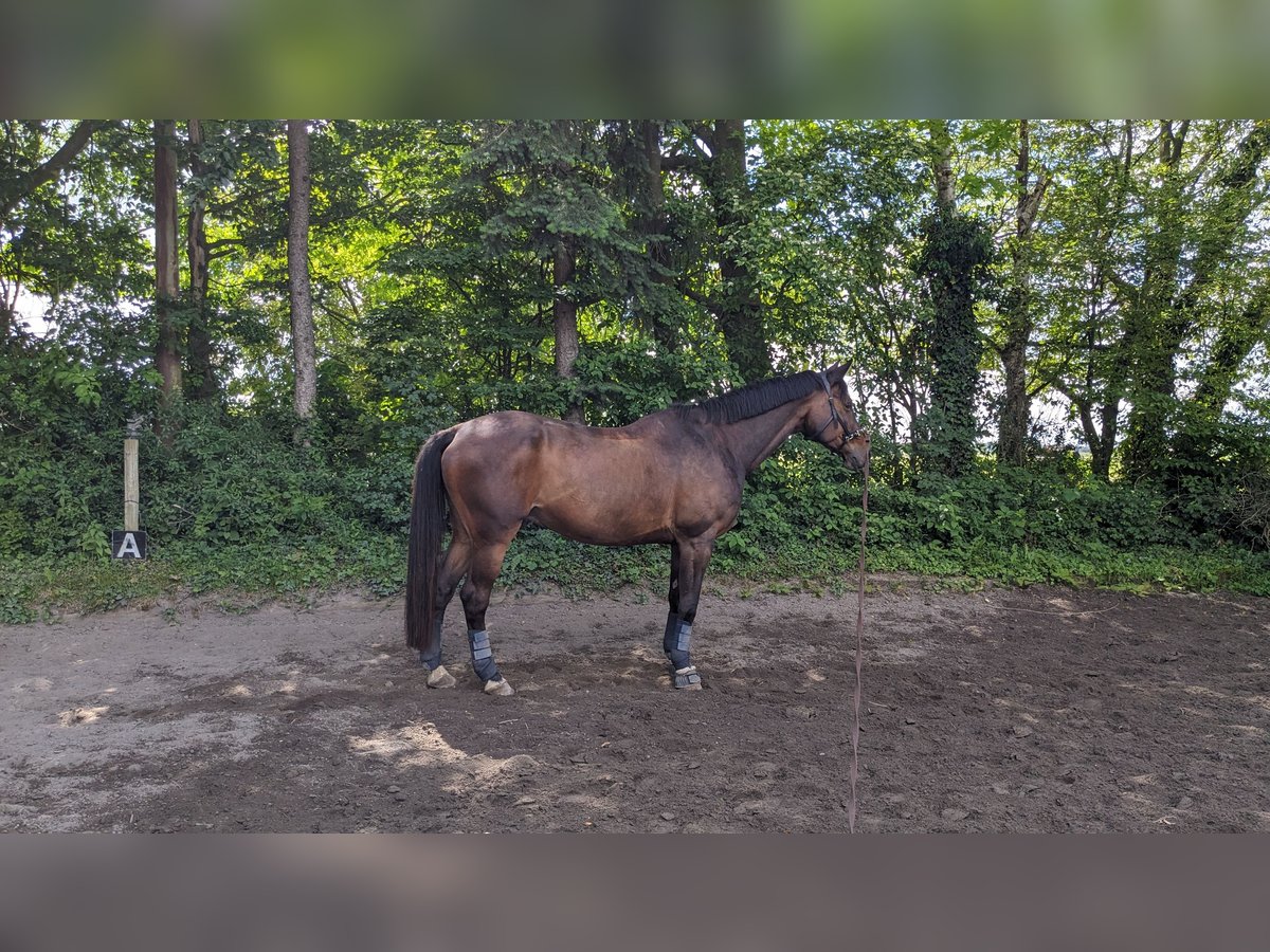 Trakehner Wallach 21 Jahre 172 cm Brauner in Heidelberg-Kirchheim