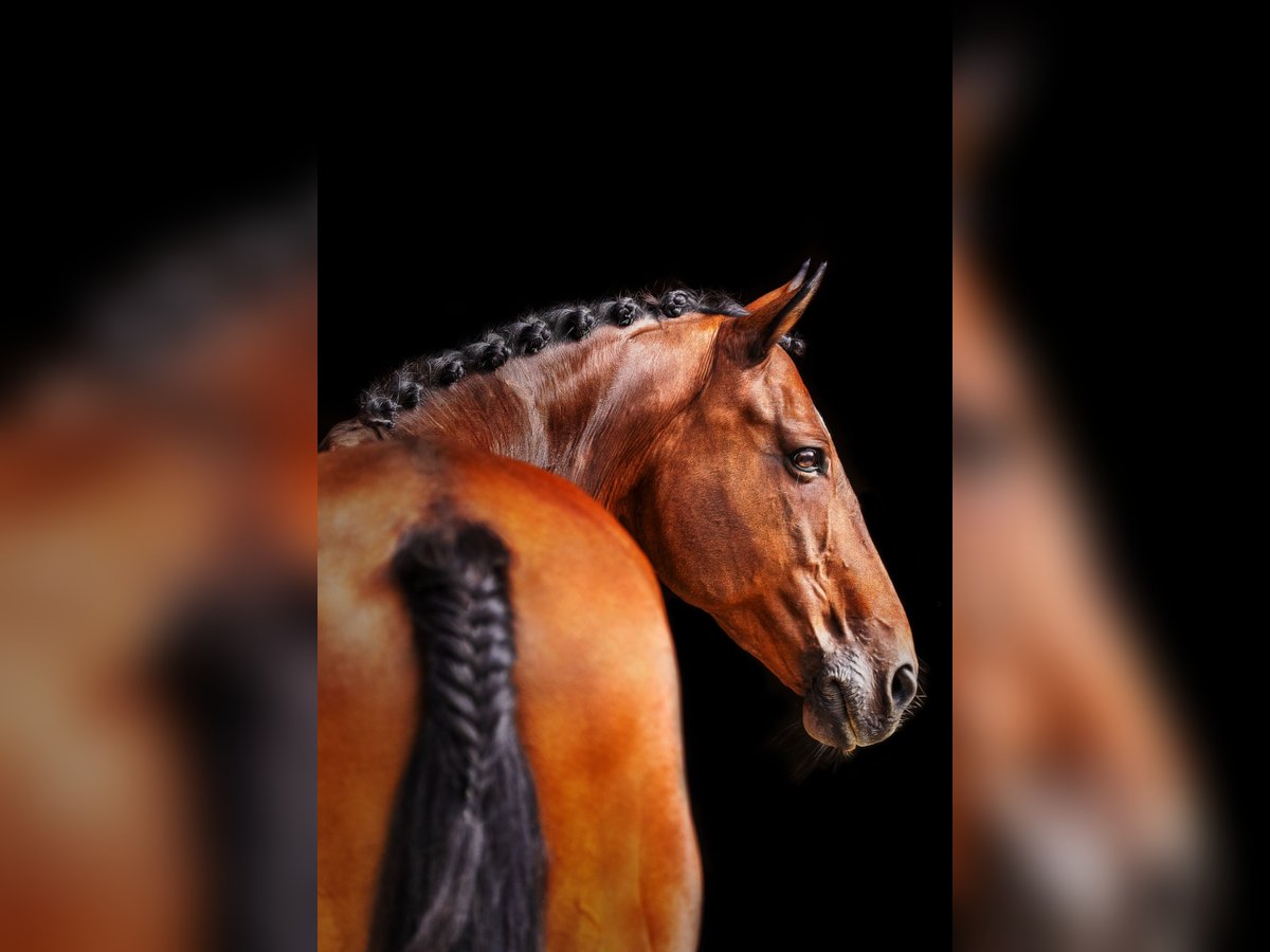 Trakehner Wallach 22 Jahre 168 cm Brauner in Oberaudorf