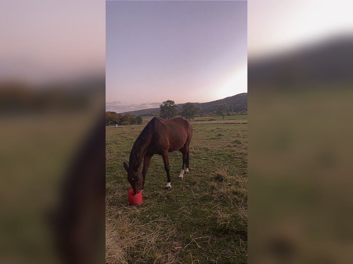 Trakehner Wallach 22 Jahre 173 cm Brauner in Hemmingen