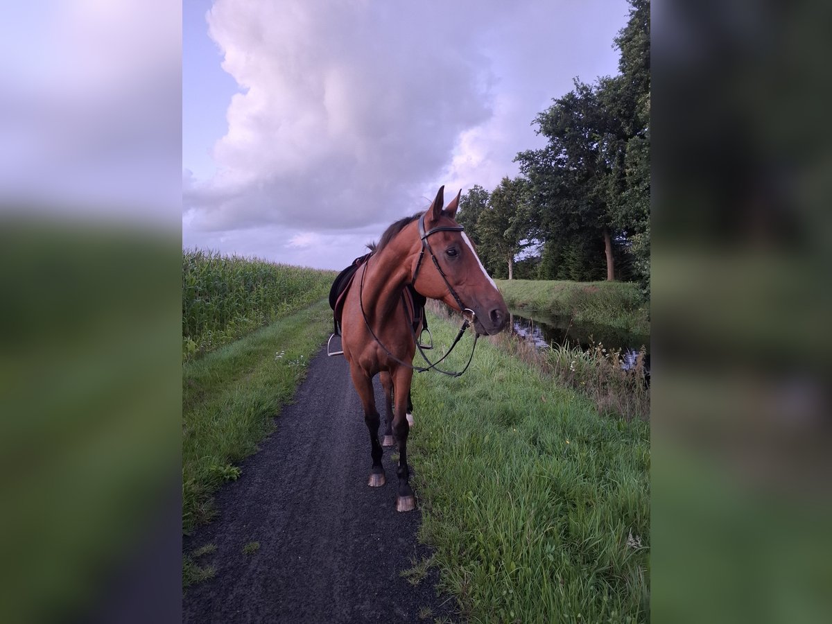 Trakehner Wallach 24 Jahre 168 cm Dunkelbrauner in S&#xFC;dbrookmerland Victorbur