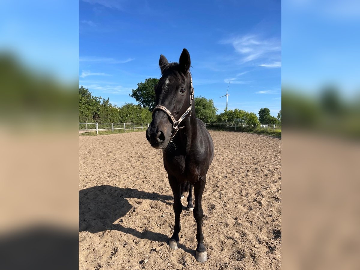 Trakehner Wallach 25 Jahre 170 cm Rappe in Kiel