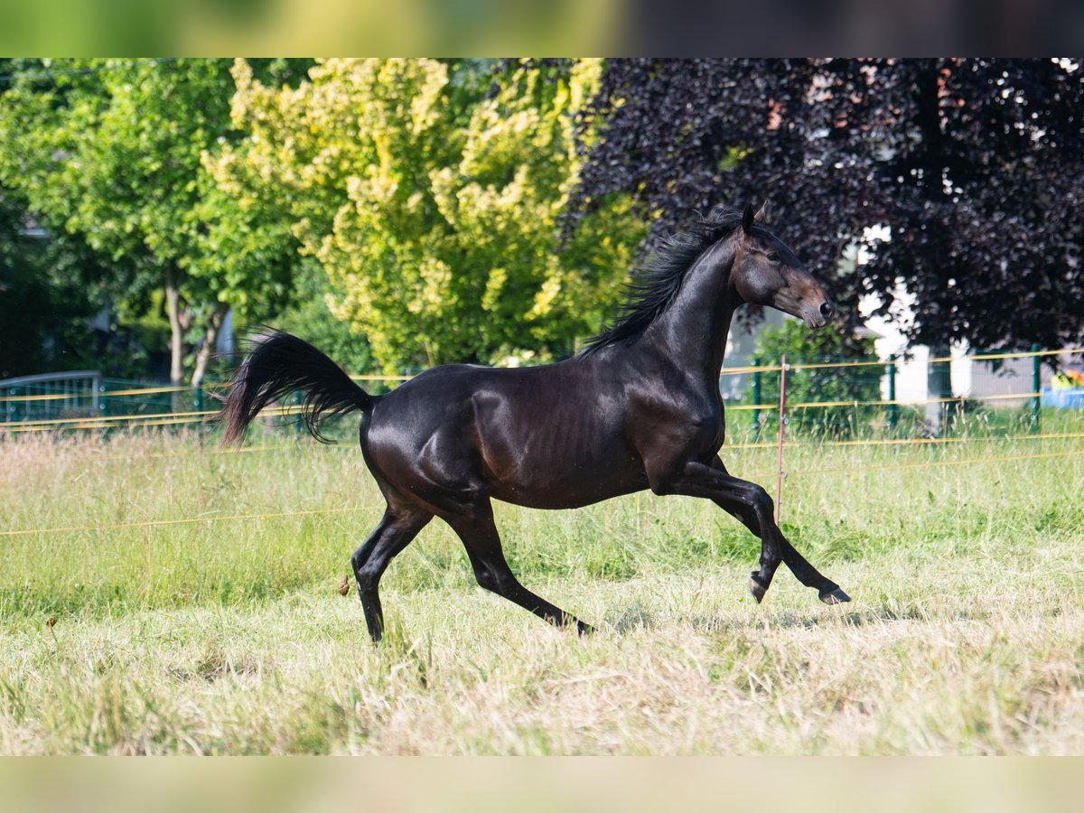 Trakehner Wallach 2 Jahre 160 cm Schwarzbrauner in Oederan