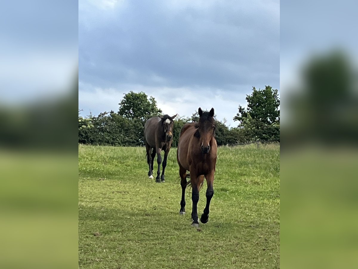 Trakehner Wallach 2 Jahre 170 cm Brauner in Schwerte