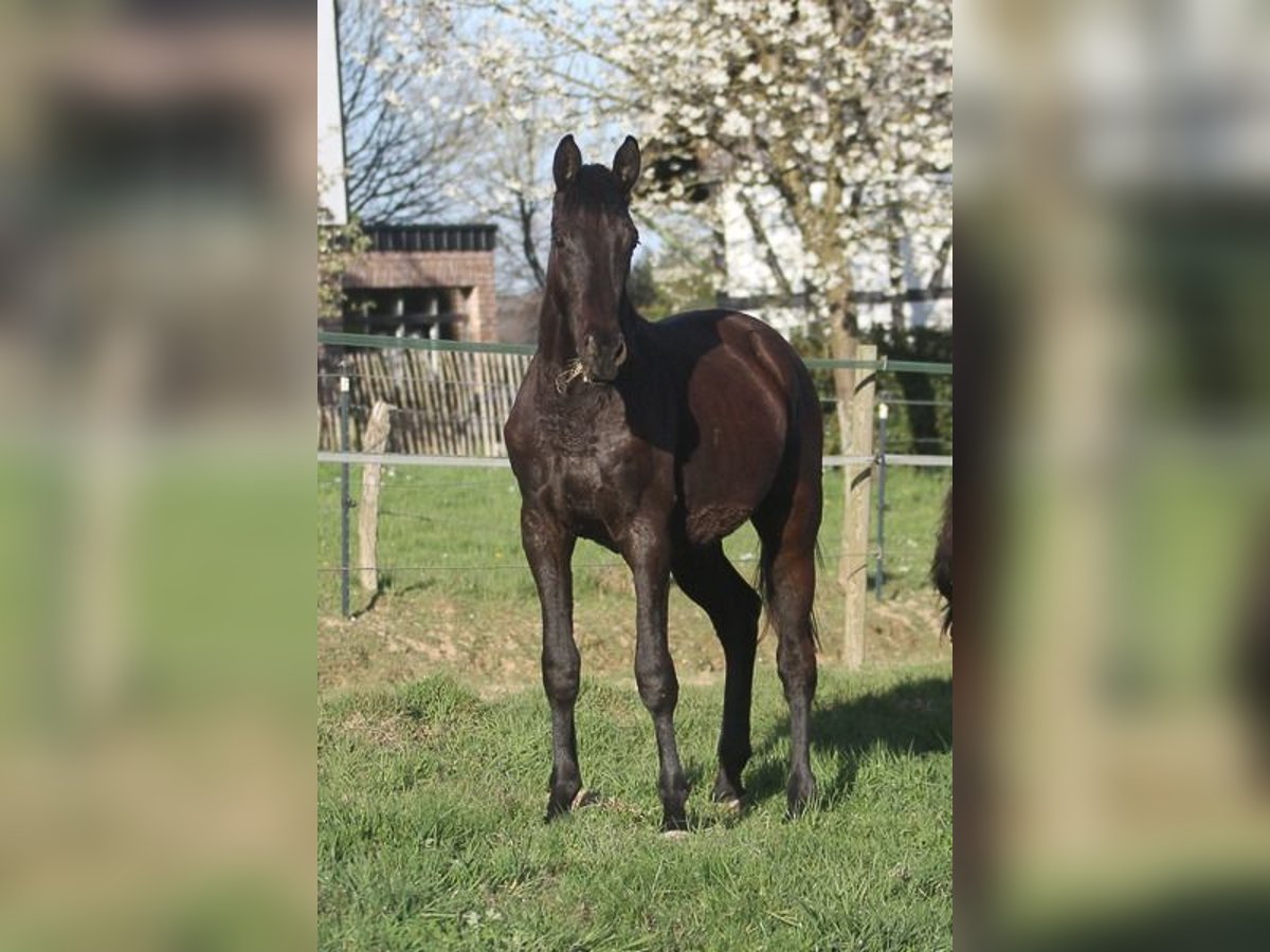 Trakehner Wallach 2 Jahre 170 cm Schwarzbrauner in Neunkirchen Seelscheid