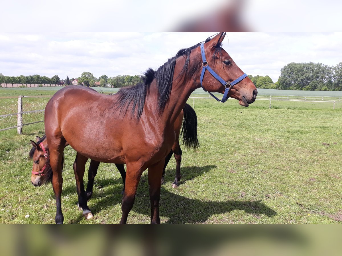 Trakehner Wallach 2 Jahre 172 cm Dunkelbrauner in Neu Krenzlin