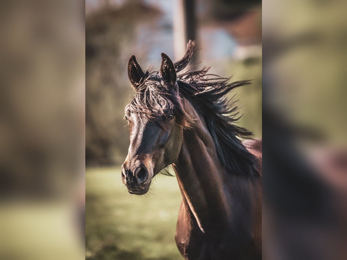 Trakehner Wallach 2 Jahre Schwarzbrauner in Schotten