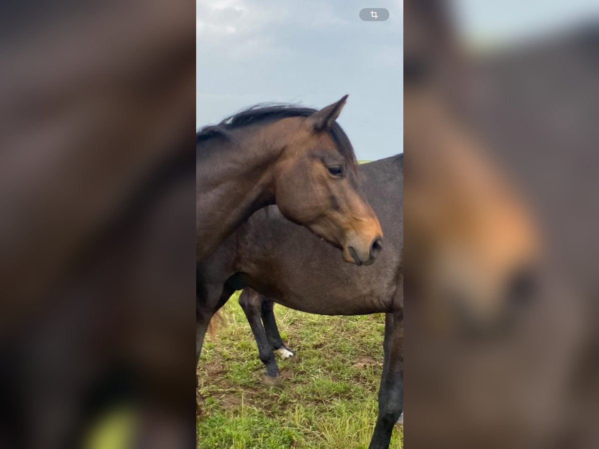 Trakehner Wallach 3 Jahre 159 cm Brauner in Kefenrod
