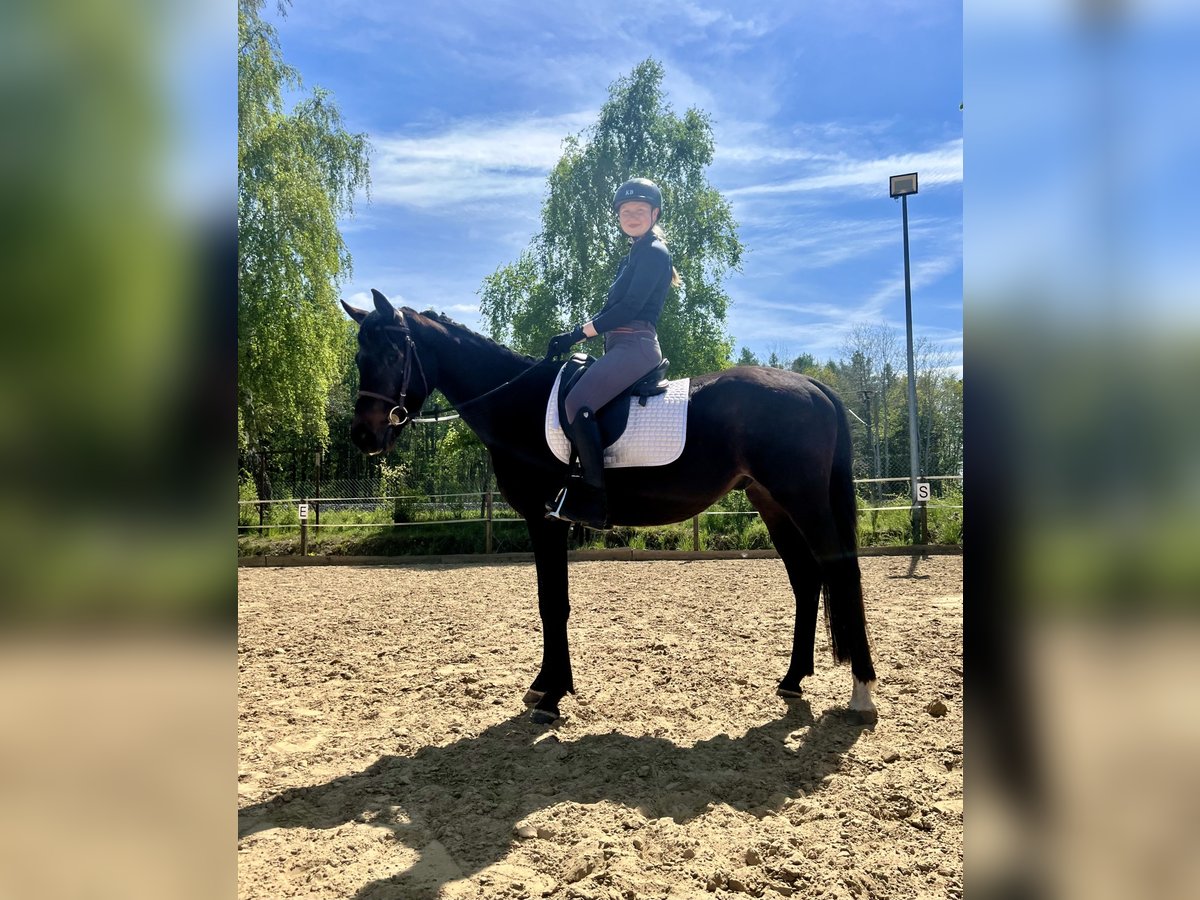 Trakehner Wallach 3 Jahre 162 cm Brauner in Eickhof