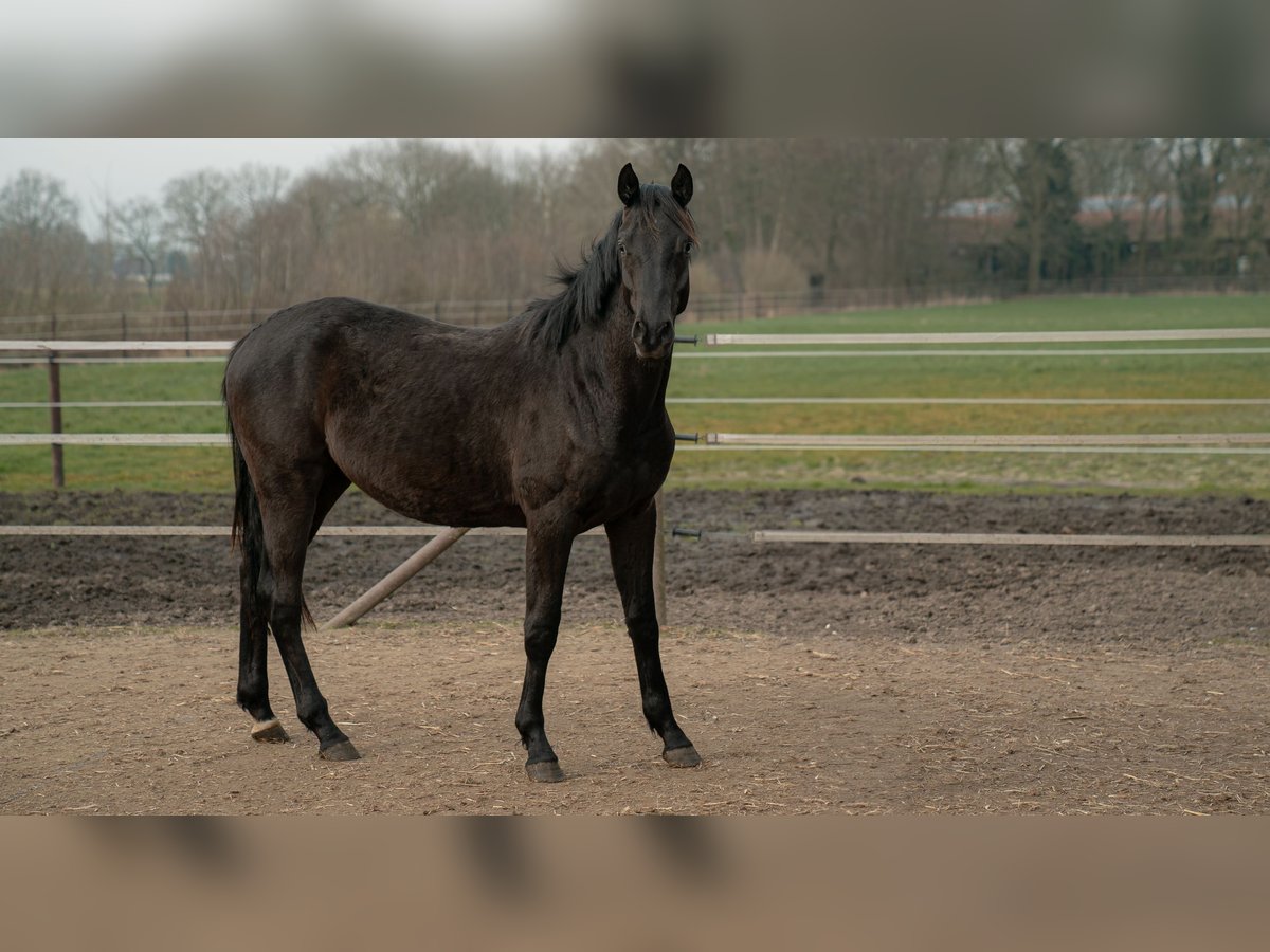 Trakehner Wallach 3 Jahre 162 cm Schwarzbrauner in Leer (Ostfriesland)