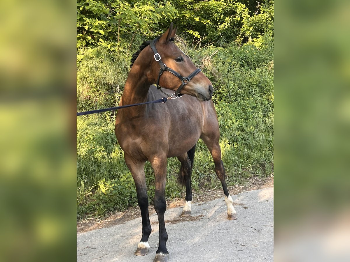 Trakehner Wallach 3 Jahre 163 cm Brauner in &#xD6;stringen