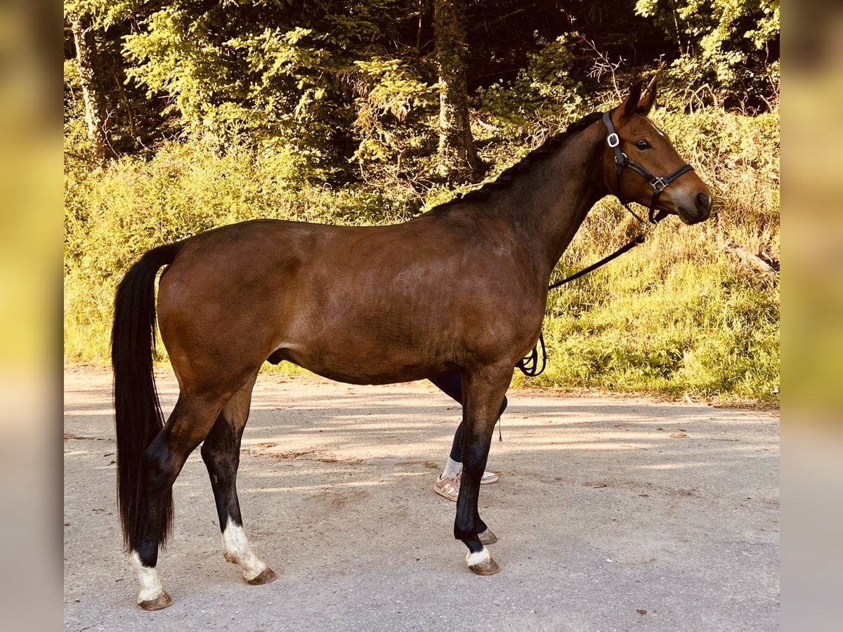 Trakehner Wallach 3 Jahre 163 cm Brauner in &#xD6;stringen&#xD6;stringen