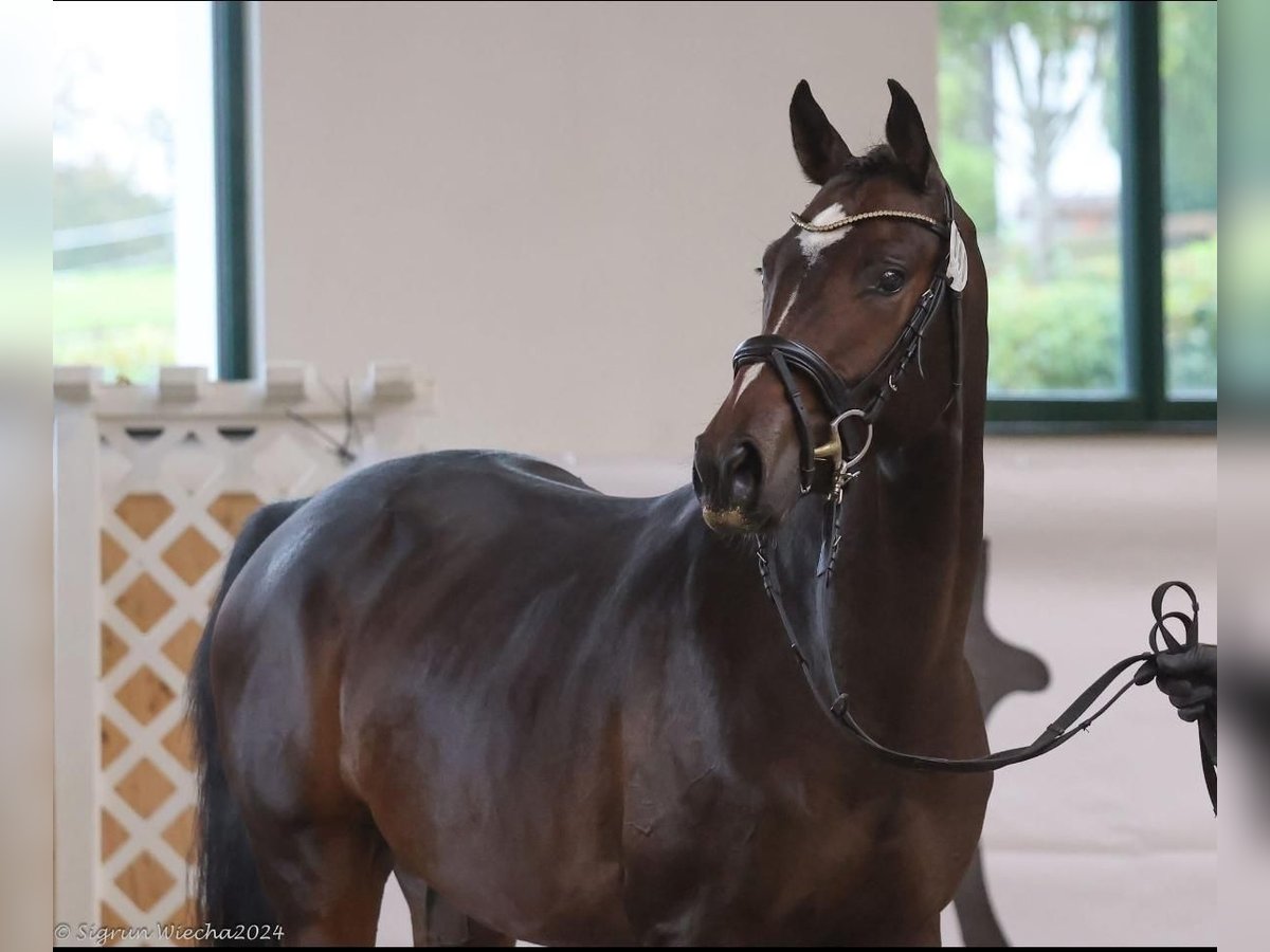 Trakehner Wallach 3 Jahre 163 cm Dunkelbrauner in Alsfeld