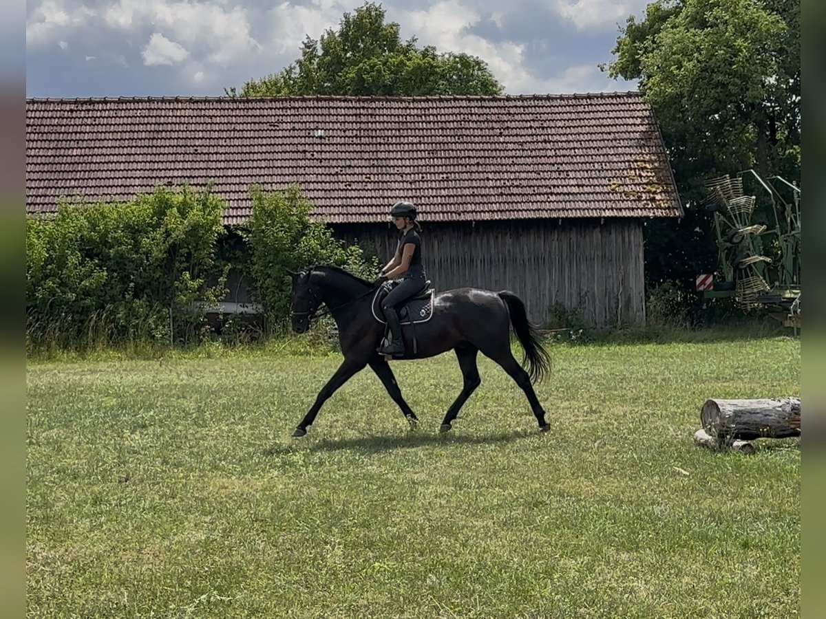 Trakehner Mix Wallach 3 Jahre 163 cm Rappe in Beratzhausen