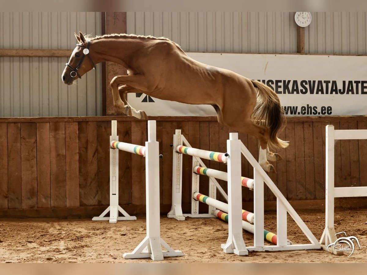Trakehner Wallach 3 Jahre 165 cm Fuchs in Ruila