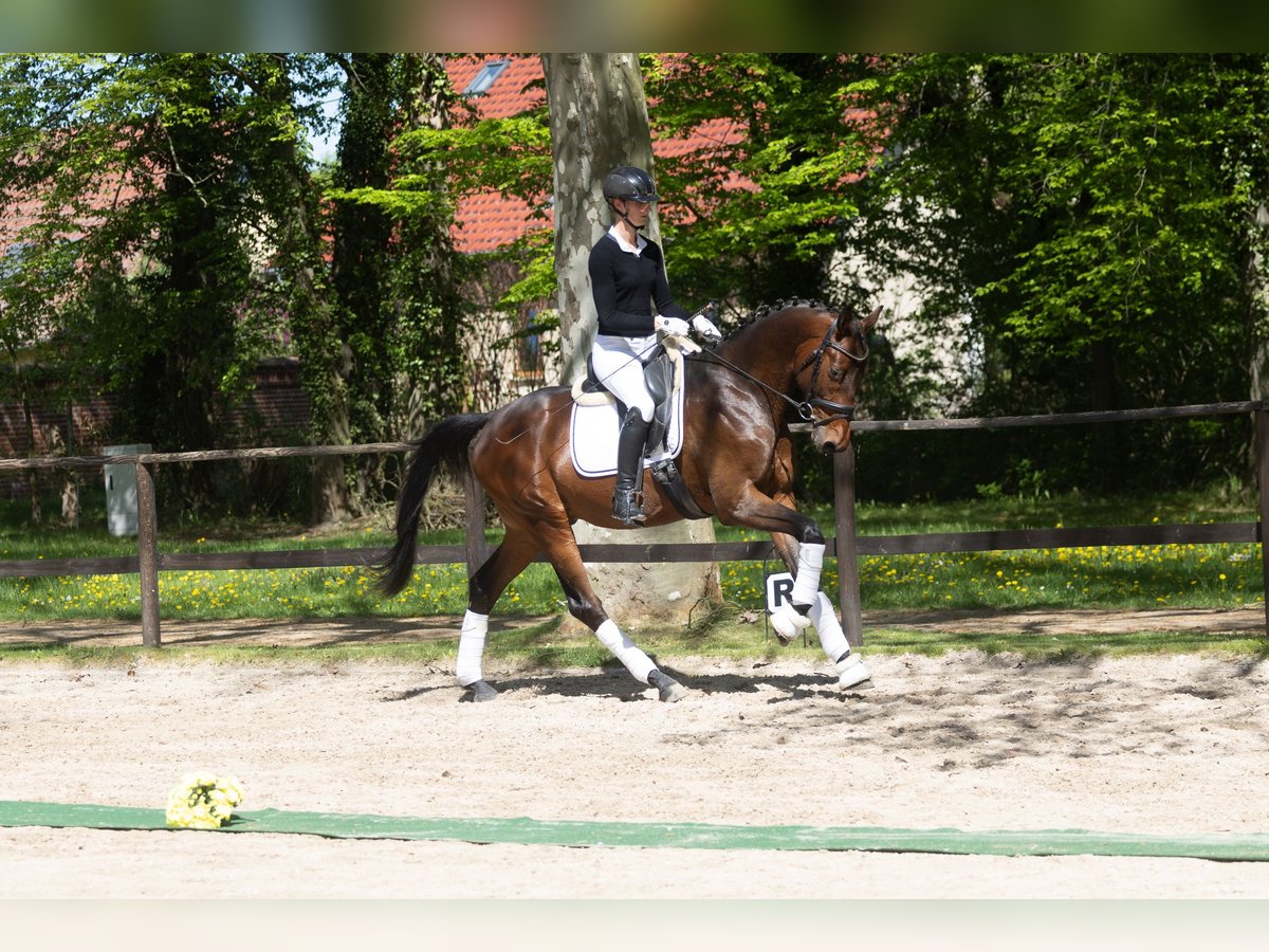 Trakehner Wallach 3 Jahre 167 cm Brauner in Wutzetz bei Neustadt