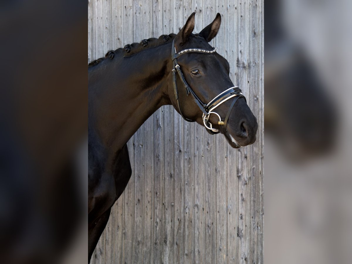 Trakehner Wallach 3 Jahre 167 cm Rappe in Hohen Neuendorf