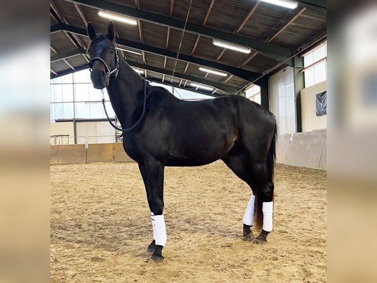 Trakehner Wallach 3 Jahre 168 cm Dunkelbrauner in Battenberg (Eder)