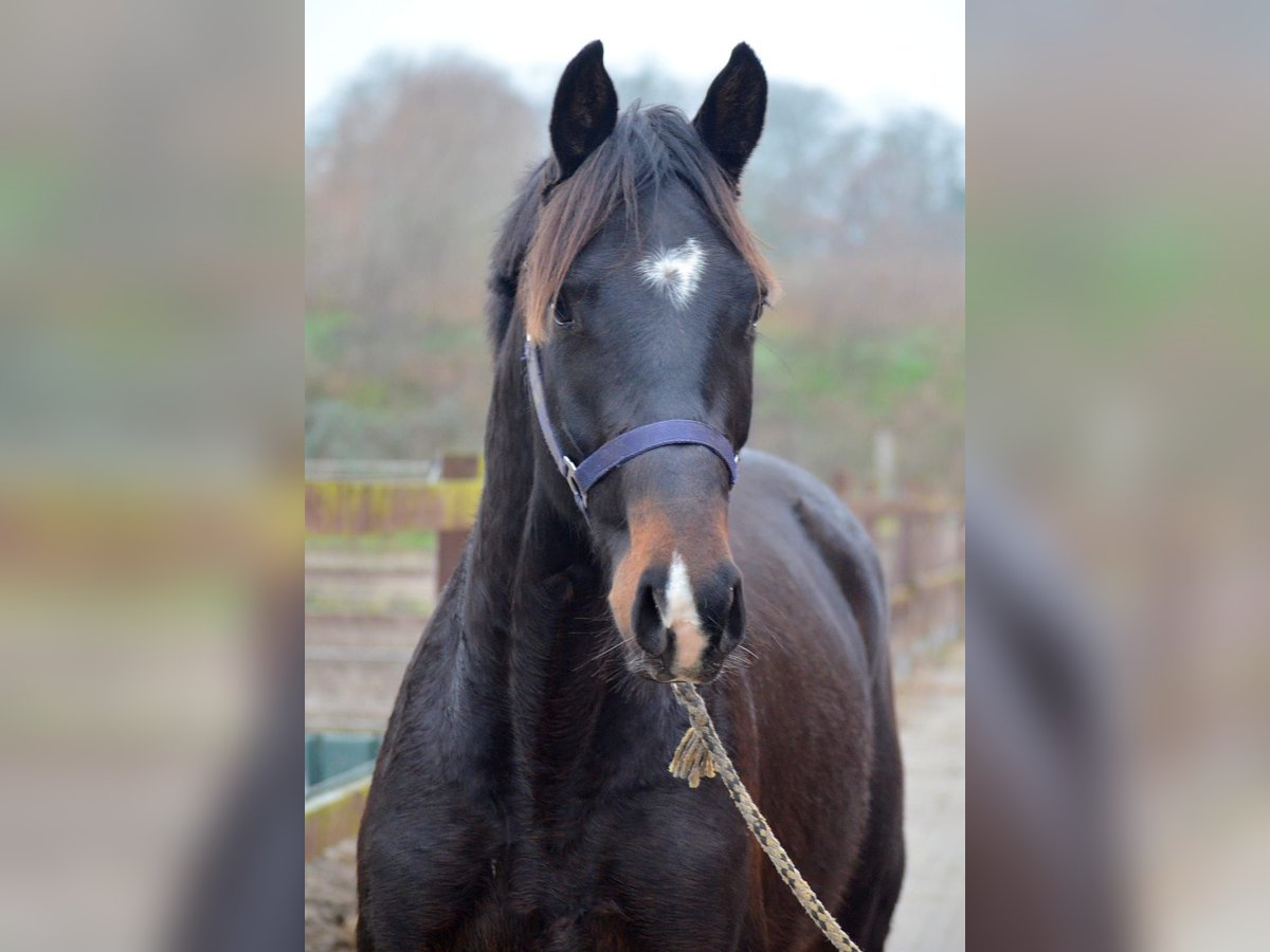 Trakehner Wallach 3 Jahre 168 cm Dunkelbrauner in Bismark
